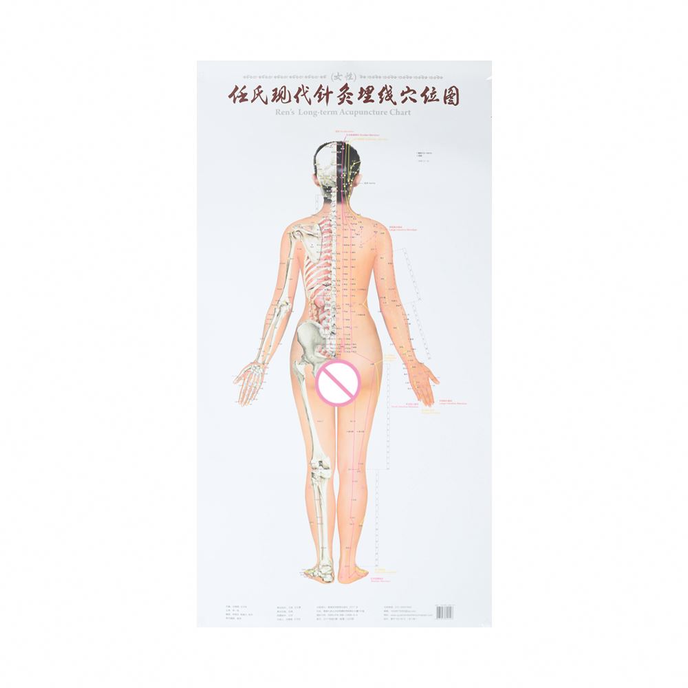 Human Body Meridian Acupuncture Culture Acupoint Acupressure Points Chart