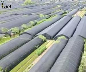 Quality Anti UV Sun Shade Net 50GSM - 350GSM Greenhouse Shading Mesh For Crops wholesale