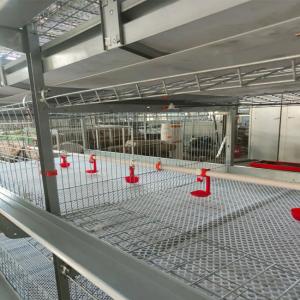 Quality One Day Old Baby Chicks Cage Poultry Drinking System wholesale