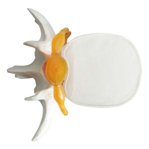 Quality Vertebral Spine Lumbar Spine Models Skeleton For Medical Students wholesale