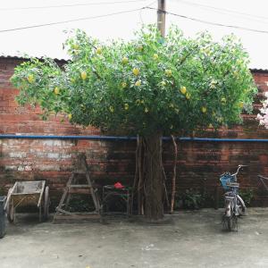 Quality Green Branches Fake Lemon Tree For Party Wedding Festival Decoration wholesale