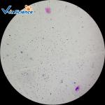 Professional Identifying Histology Slides 50pcs Human Histology Slides