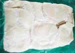 Frozen Boiled Giant Squid Fillet Bqf Darumar Thickness 6mm - 12mm origin china