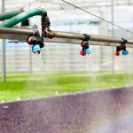 Wheat Greenhouse Irrigation System / Black Polytunnel Irrigation Systems