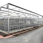 Agriculture Flower Greenhouse Glass Industrial Outdoor Multispan Glass