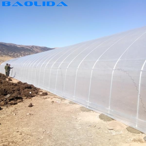 200 Micron Greenhouse Plastic / Pep Film Single Span Solar Tunnel Plastic Greenhouse