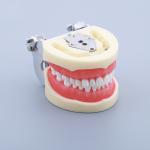 Waxless Medical Simulation Pvc Anatomical Human Tooth Model
