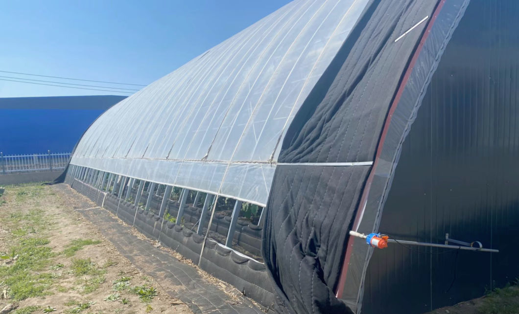 Aquaculture Seeding Breening Sunlight Greenhouse