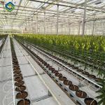 Transparent Large Commercial Greenhouse Agricultural Green House For Flowers