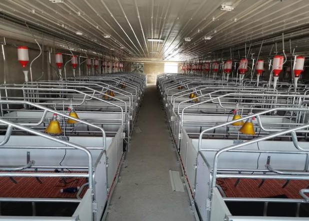 300 Sows Farm Complete Pig Project Equipment Farrowing Carte