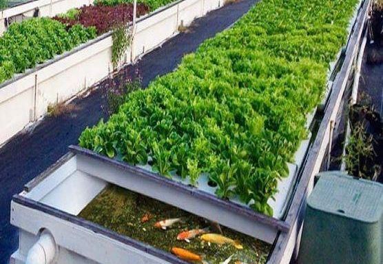 Humidity-Controlled Planting Facility by Juxiang