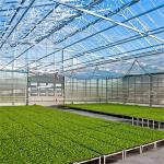Agriculture Flower Greenhouse Glass Industrial Outdoor Multispan Glass