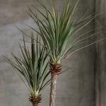 120cm Artificial Plant Faux Bonsai Dracaena Anti UV Plastic Leaves
