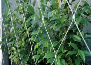 Quality YT-1630 Stainless Steel Trellis Greenery System 7x7 / 7x19 Cable Structures wholesale