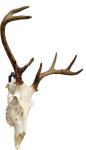 Customized Thickness European Mount Skull Hanger The Perfect Deer Head Mounting