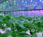 Customized 10KW Vegetable Vertical Farm Container 200kg To 400kg Per Month