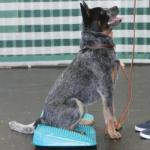 Dog training massage foot relaxation PVC massage board