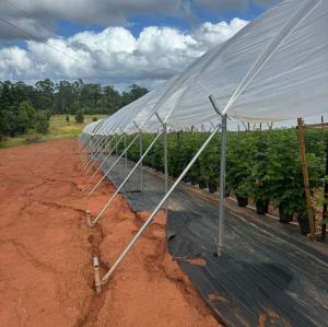 Quality Good Quality Poly Tunnel Low Cost Hot Sale Polytunnel Berry Greenhouse wholesale