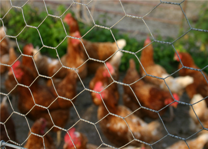 Oxidation Resistant 25m Hexagonal Wire Netting For Chicken