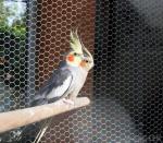 stainless steel 304/316 Aviary mesh for bird cages netting/aviary building