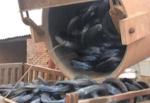 Construction Black Wire Annealed Wire Soft Quality Assurance Complete