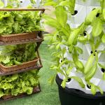 Growart Tower Hydroponic Growing System Automatic Visible Water Line Space