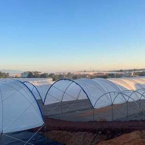 Quality Multi-Span Structure Greenhouse Commercial Modern Bluberry Hoop Green House With Film Covering wholesale