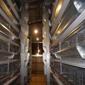 Quality 260 Birds Hunsbandry 6 Tiers ZnAl Poultry Cage For Broiler wholesale