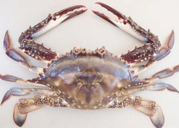 forzen blue swimming crab whole IQF fresh frozen sea food high quality HACCP to