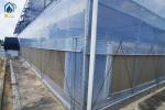 Hydroponic Tomato Lettuce Agricultural Multi Span Plastic Greenhouse