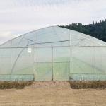 Wholesale Greenhouse China Factory Price Manufacture Singlespan Hydroponic
