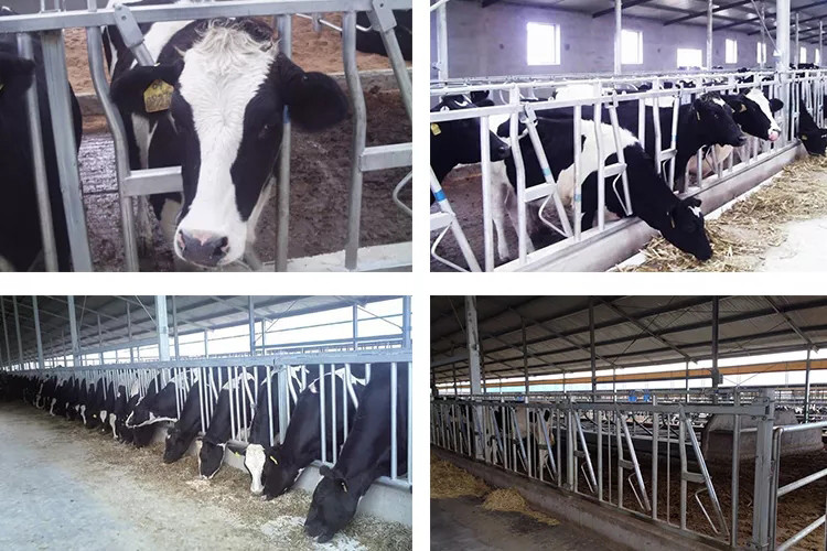 Galvanized Steel Fence Cow Ring Hot Galvanized Livestock Fencing Squeeze Chute Hot Dipped