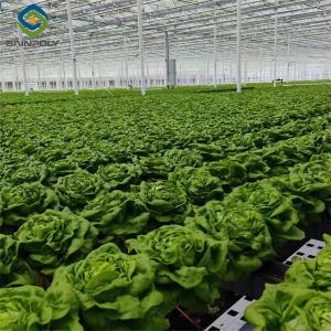 Quality Easy Growing Hydroponics Greenhouse Lettuce Vegetable Greenhouse wholesale