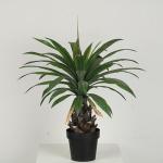Clear Veins Artificial Dragon Tree Bonsai For Shopping Mall
