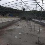 Double Arch Polyethylene Film Greenhouse Agriculture Multi Span Greenhouses