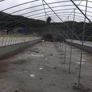 Quality Double Arch Polyethylene Film Greenhouse Agriculture Multi Span Greenhouses wholesale