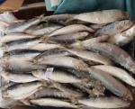 Supply BQF Freezing Good Size 70-80g Whole Round Fresh Frozen Sardines bait