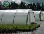 Agricultural Tomato 12m Single Tunnel Greenhouse