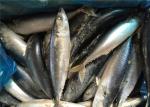 Pacific Fresh Frozen Mackerel
