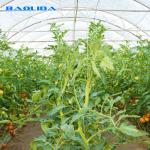 Anti Insect Small Outdoor Grow Tent For Polytunnel Commercial Film Greenhouse