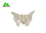 Adult Female Pelvis Model Medical Teaching Models Life Size PVC Material