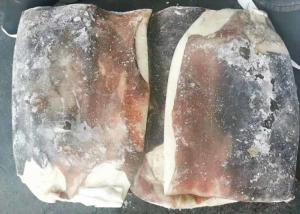 Quality Bqf Squid Dried Fish Frozen Huge Size Store Condition -18 Degree C wholesale