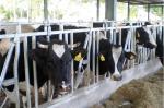Galvanized Steel Single Cow Headlock 1.8m High Livestock Headlocks
