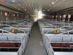 Steel Pig Farm Shed Piggery Equipment Feeding Accessories Customized