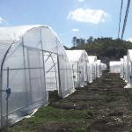 Outdoor Galvanized Steel Frame Greenhouse Plastic Sheet Film Tunnel Agricultural