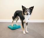 Dog training massage foot relaxation PVC massage board