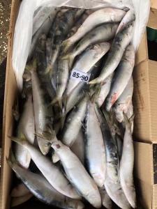 Quality BQF / IQF Frozen Sardine Fish , 70/80pcs 80/90pcs Fresh Frozen Seafood wholesale
