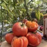 JX-A0045 Trademarked Hydroponic Drip Irrigation Greenhouse within Initial