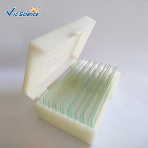Quality Rice Anther Meiosis Prepared Microscope Slides Glass 12pcs Odm Service wholesale