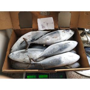 Quality Frozen Sea Tuna Auxis Thazard Sale New Landing 1kg Up Frozen Bonito Fish wholesale